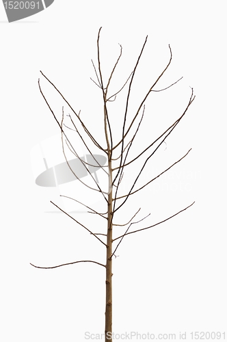 Image of lonely tree