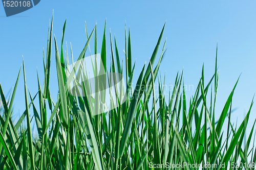 Image of New green grass
