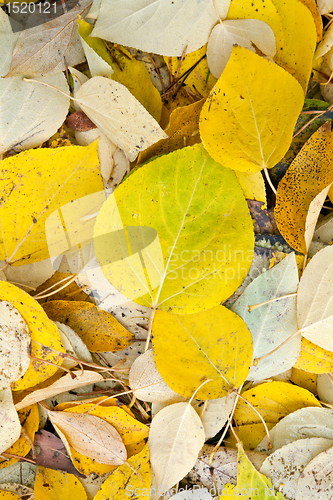 Image of background of yellow and dry autumn leaves.