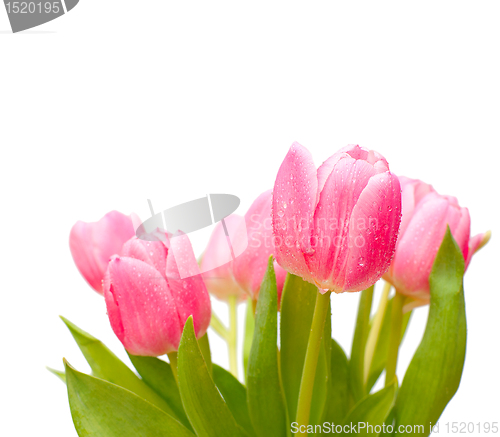 Image of Tulips