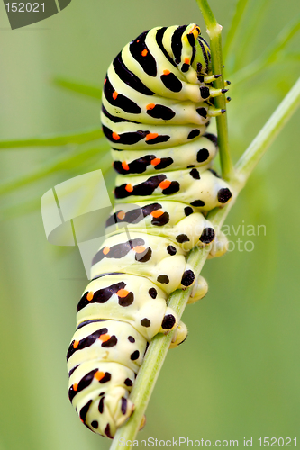 Image of Caterpillar