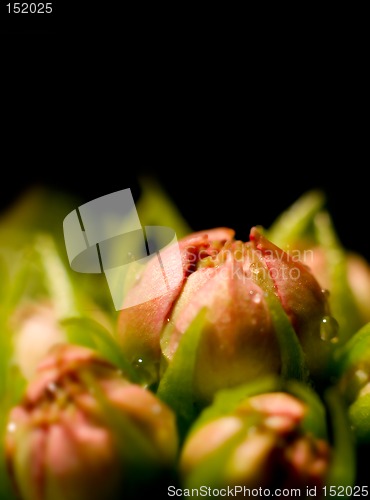 Image of Macro of flower buds