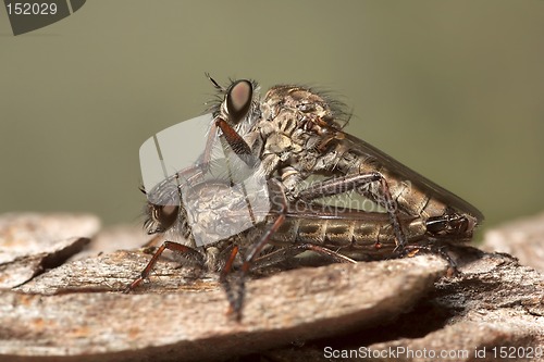 Image of Mating Robber Flies