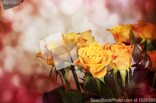 Image of roses on light background