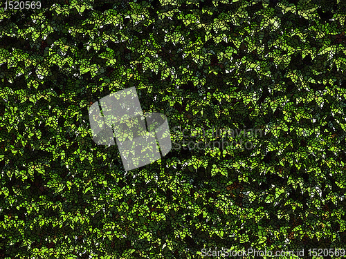 Image of Natural Mosaic Green Leaves Background