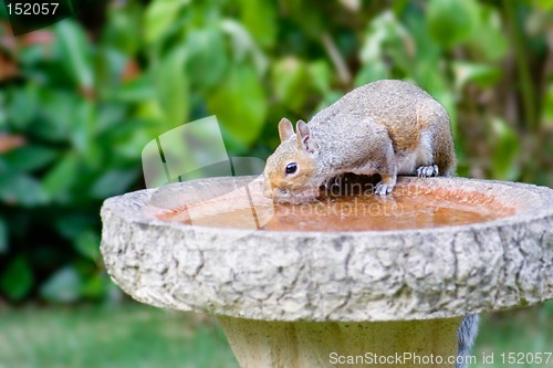 Image of Grey Squirrel drinking