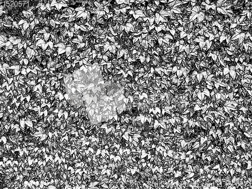 Image of Natural Black and White Leaves Background