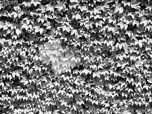 Image of Dotty Black and White Leaves Background