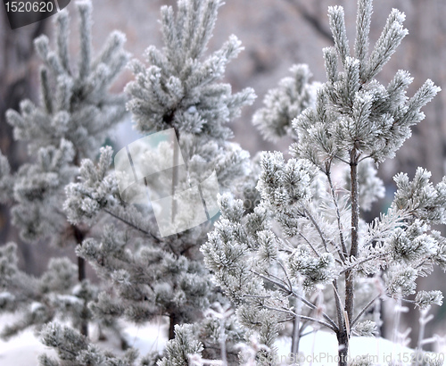 Image of snow trees