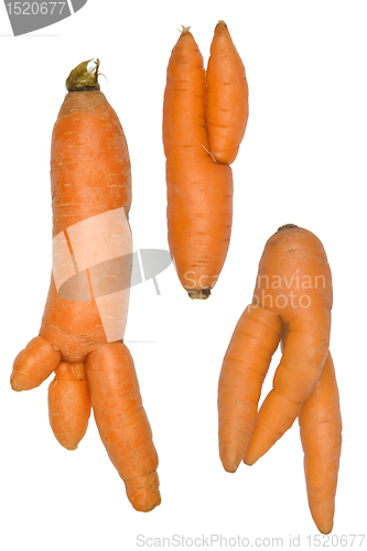 Image of Unusual growth of carrots