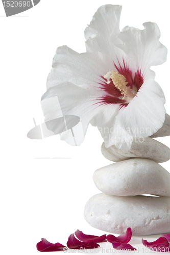 Image of zen stones with flower