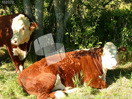 Image of Cow