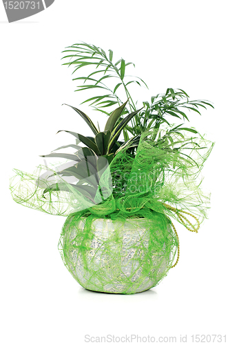 Image of Houseplant
