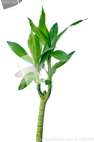 Image of Green bamboo 