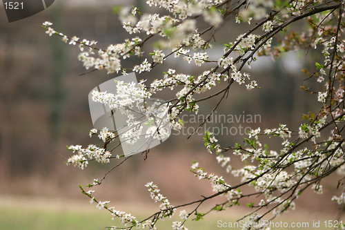 Image of spring bloom