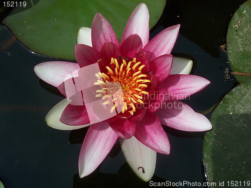 Image of Water lilly