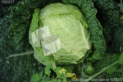 Image of Cabbage