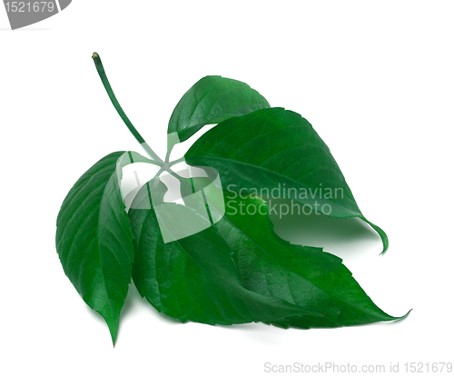 Image of Green virginia creeper leaves