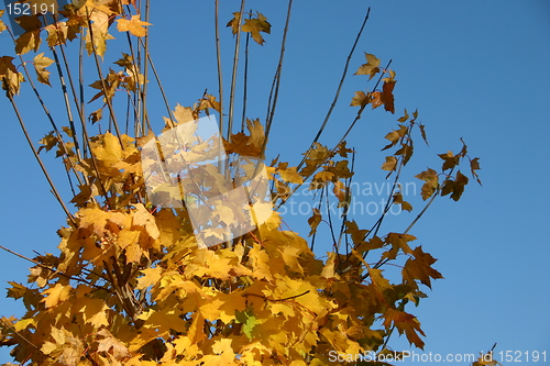 Image of Autumn leaves 2