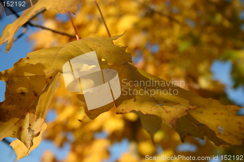 Image of Autumn leaves