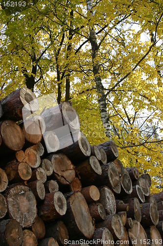 Image of Autumn timber