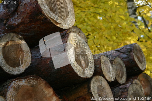 Image of Autumn timber