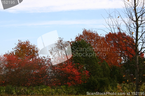 Image of Autumn colours