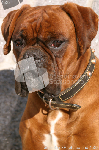 Image of boxer dog