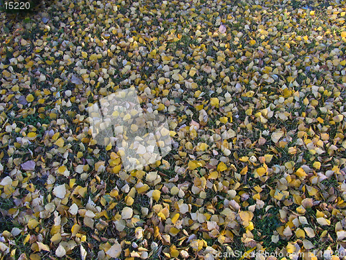 Image of Autumn lawn