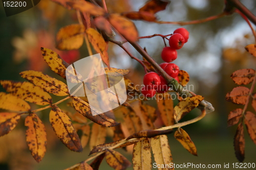 Image of Autumn rowanberry