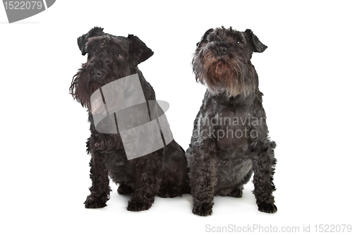 Image of two miniature schnautzer dogs
