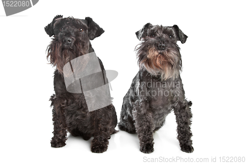 Image of two miniature schnautzer dogs