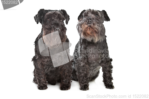 Image of two miniature schnautzer dogs