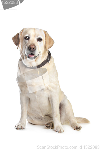 Image of Labrador Retriever