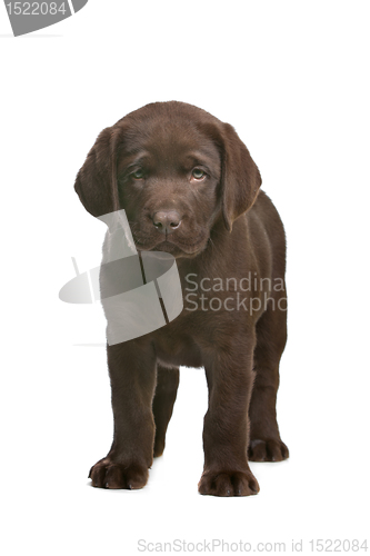 Image of chocolate Labrador puppy