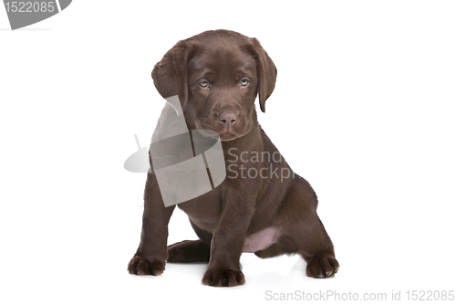 Image of chocolate Labrador puppy