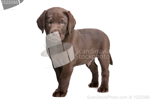 Image of chocolate Labrador puppy