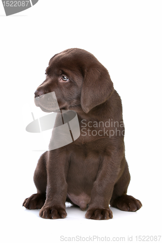 Image of chocolate Labrador puppy