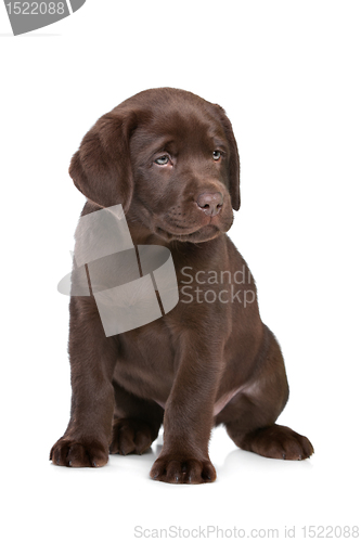 Image of chocolate Labrador puppy