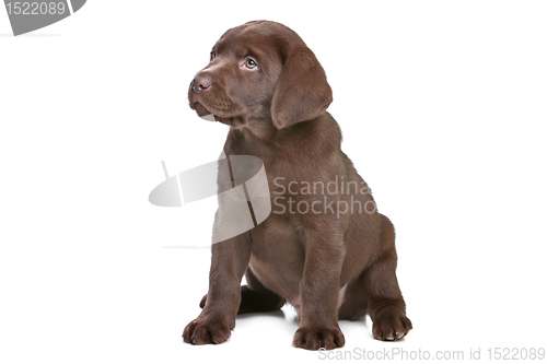 Image of chocolate Labrador puppy