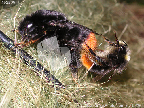 Image of bees mating