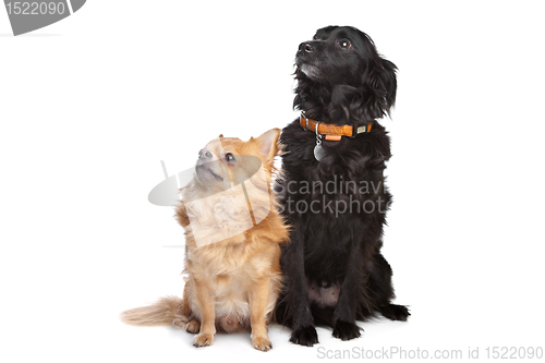 Image of chihuahua and a black mixed breed dog