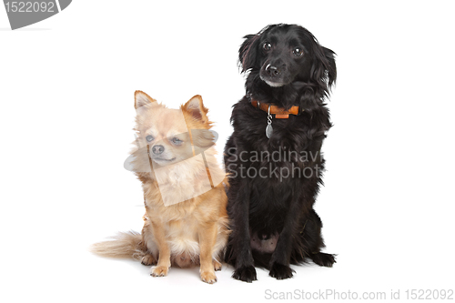 Image of chihuahua and a black mixed breed dog