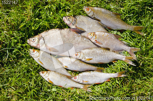 Image of Roach bream whip fishes caught lake fishing catch