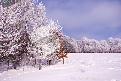 Image of Trees cover frost beautifully  sunlight sun winter 
