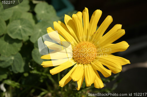 Image of yellow gazania