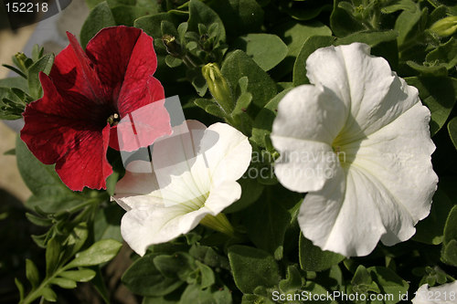 Image of petunia