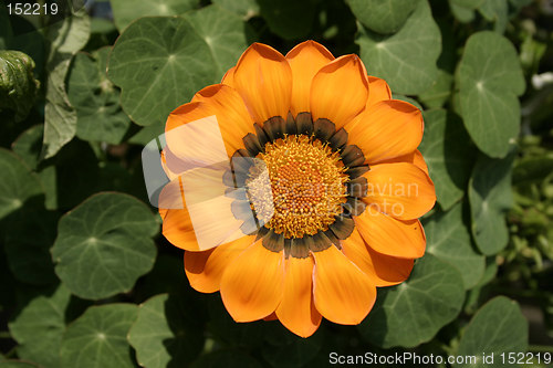 Image of orange gazania