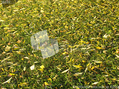 Image of Autumn lawn