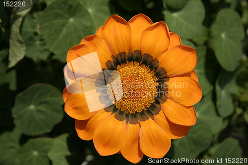 Image of orange gazania